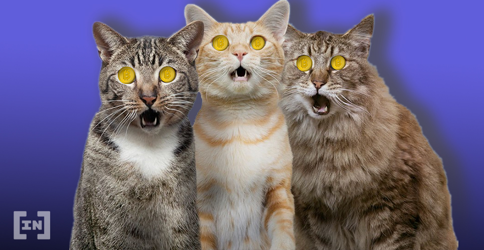 Nghĩa đen của chữ "dead cat bounce" nghĩa là cú nảy của con mèo chết