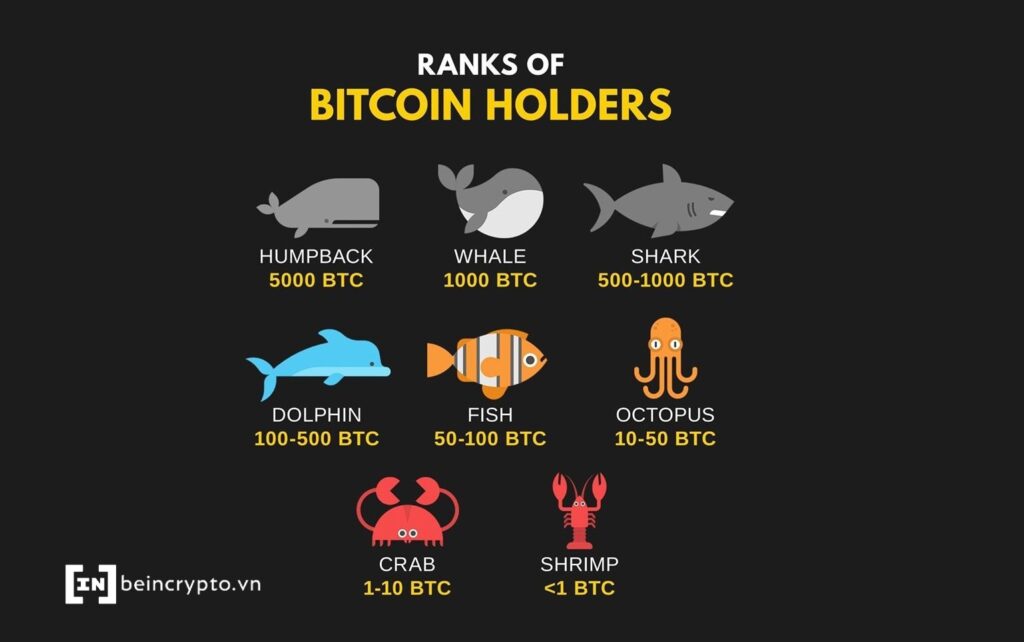 Phân loại các nhà đầu tư Bitcoin theo trữ lượng BTC nắm giữ.