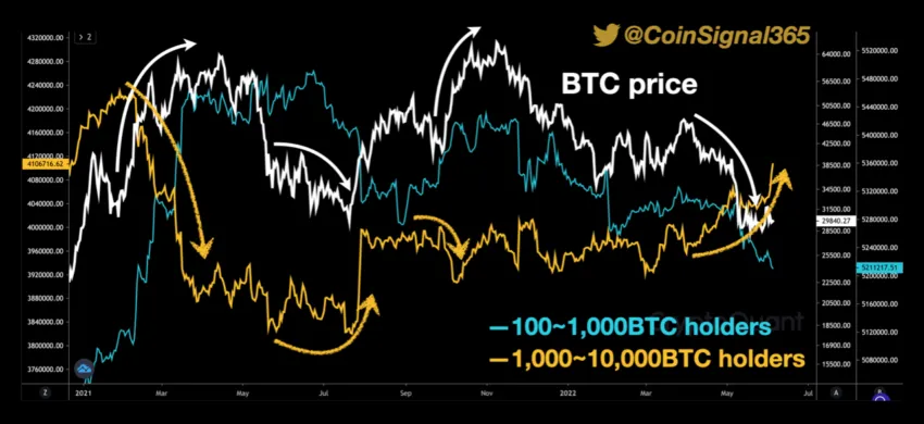 Biến động số lượng các ví cá voi hàng trăm triệu USD. Nguồn: CoinSignal365/CryptoQuant.