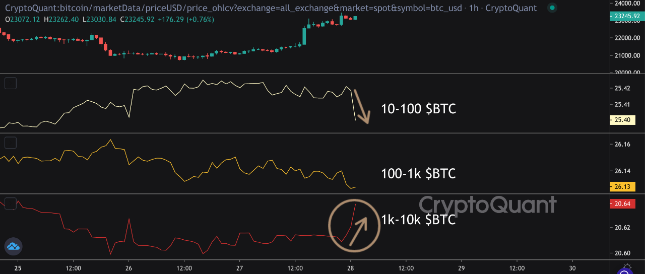Biến động lượng ví Bitcoin theo các mức số dư. Nguồn: Vadym_Za/CryptoQuant.