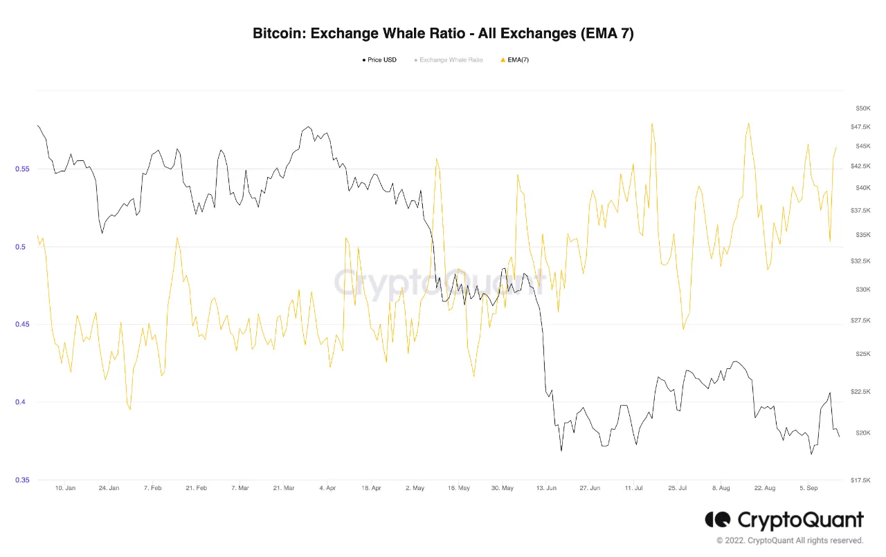 Bitcoin Exchange Whale Ratio. Nguồn: CryptoQuant.