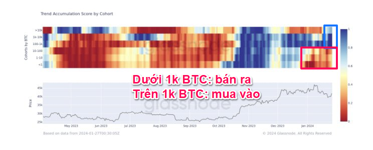 Trend Accumulation Score by Cohort. Nguồn: glassnode.
